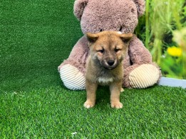 Shiba Inu Puppy for sale